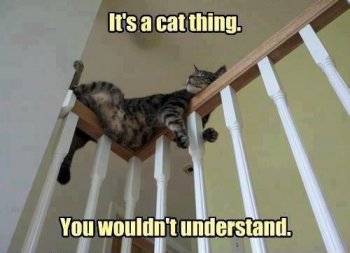 funny-pictures-cat-thing.jpg