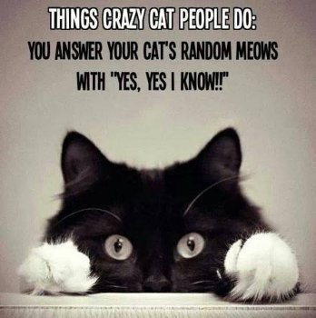 cat-humor-things-crazy-cat-people-do-answer-meows.jpg