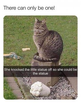 cat-there-can-only-be-one-she-knocked-little-statue-off-so-she-could-be-statue.jpeg