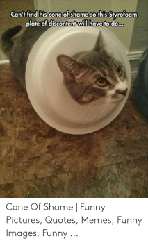 cant-find-his-cone-of-shame-so-this-styrofoam-plate-53138817.png