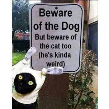 cat-meme-100.jpg