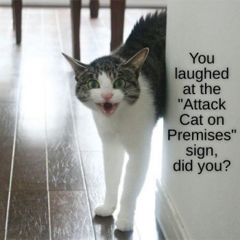 cat-laughed-at-attack-cat-on-premises-sign-did.jpeg