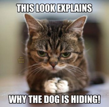 cat-this-look-explains-old-muther-tucken-why-dog-is-hiding.jpeg