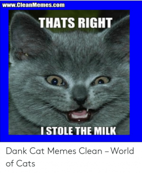 www-cleanmemes-com-thats-right-istole-the-milk-dank-cat-memes-clean-51021609.png