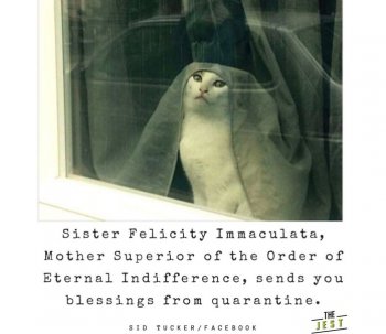 Insta-Cat-Nun.jpg