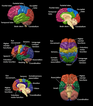 brain anatomy and functions.png
