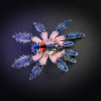 Brazilian Jewel Tarantula.jpg