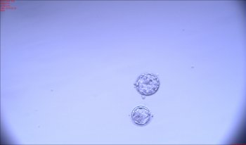 Embryos 03-30-19.jpg