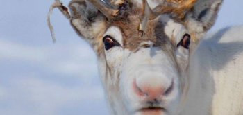 SurprisingScience-Reindeer-631.jpg