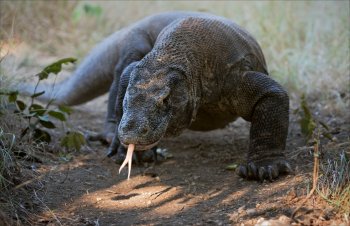 Komodo Dragon.jpg