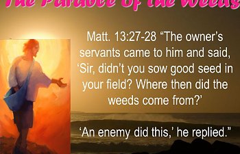 WHERE DID THE WEEDS COME FROM?