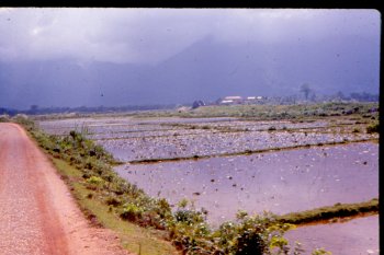 Road to Hue & Rice Paddies VN 1964-1965.jpg