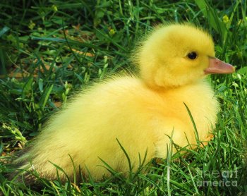 fluffy-baby-duck-leslie-kirk.jpg