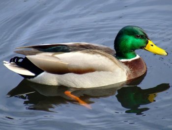 Mallard2.jpg