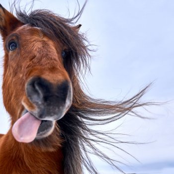 tongue-out-horse-head-istock-alexandra-surkova-1192159893-2400.jpg