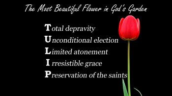 tulip-new.jpg