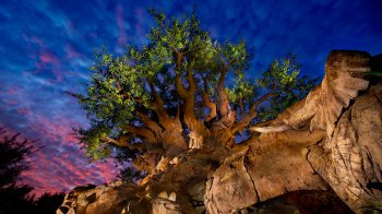 tree-of-life-gallery01.jpg