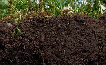 soil.jpeg soil.jpeg