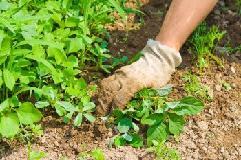 weeding.jpg weeding.jpg