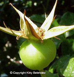 playboy_hip_2_months_250web_c_kbelendez.jpg playboy_hip_2_months_250web_c_kbelendez.jpg