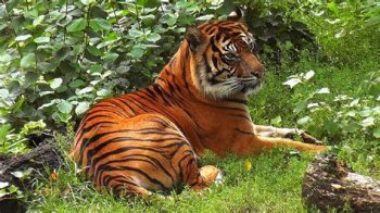 downloadfile-25.jpg