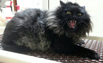 Angry-Cat.jpg