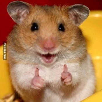 hamster thumb up.jpg