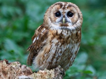 tawny-owl-56a09ffd3df78cafdaa36328.jpg