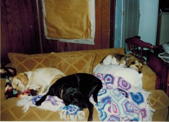 Blondie, Shadow & Patches.jpeg