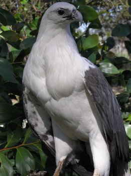 White bellied sea eagle.jpg