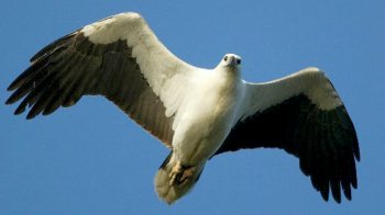 White bellied sea eagle2.jpg