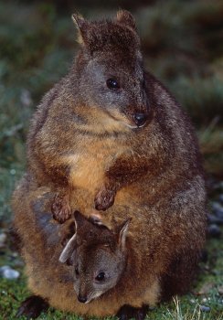 pademelon2.jpg