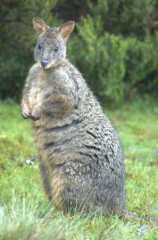 pademelon3.jpg