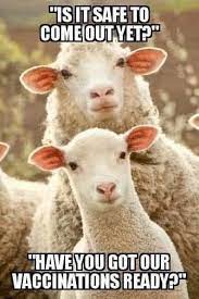 Sheep meme1.jpg