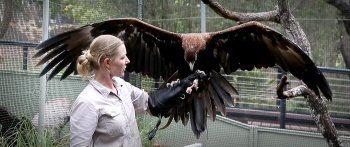 Wedge tail eagle.jpg