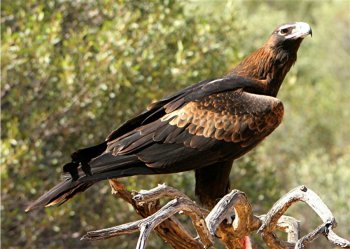 wedge tail eagle2.jpg