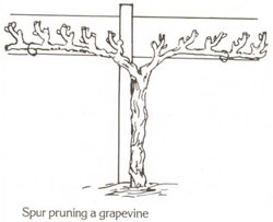 AWHN - Cross - Grapevine.jpg