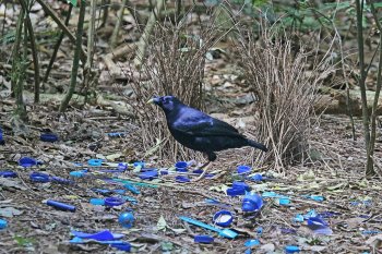 1280px-Satin_Bowerbird_at_his_bower_JCB.jpg