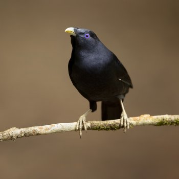 1280px-Satin_Bowerbird_1_-_Brunkerville.jpg