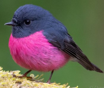 Pink Robin.jpg