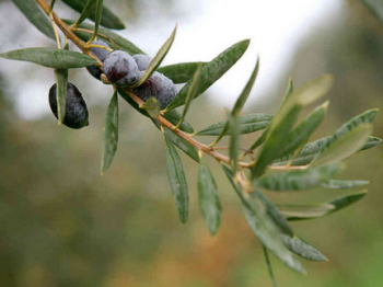 Olive branch.png