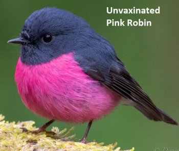 1Pink Robin.jpg