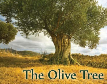 olive tree.png olive tree.png
