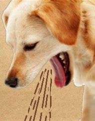 puking-dog.jpg