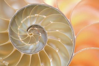 nautilus-shell-fibonacci-spiral-doug-chinnery.jpg