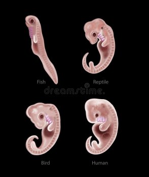 animal-human-embryo-digital-illustration-species-48928937.jpg