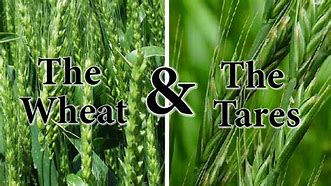 2. Wheat & Tares..jpg 2. Wheat & Tares..jpg