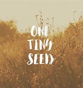 3. Mustard seed..jpg 3. Mustard seed..jpg