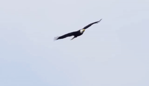 eagle flying ani.gif