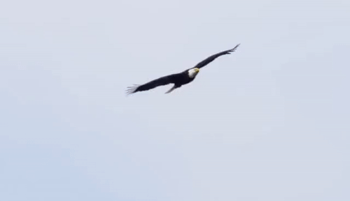 eagle flying ani.gif eagle flying ani.gif